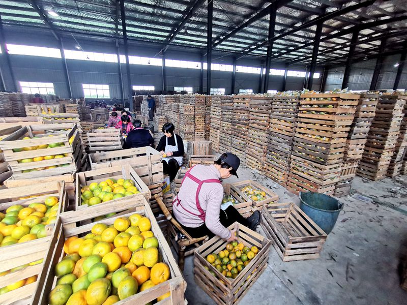 柑橘豐收卻不增收？看浙農控股如何給龍游的橘農們&ldquo;支招&rdquo;